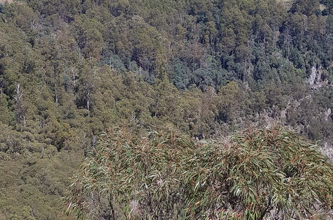 Leven Canyon Day Trip Including Wings Wildlife Park Or Gunns Plains Caves - Hotel VIC 4