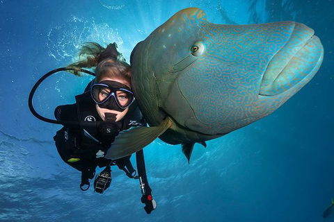 Great Barrier Reef Snorkeling And Diving Cruise From Cairns - Hotel VIC 0
