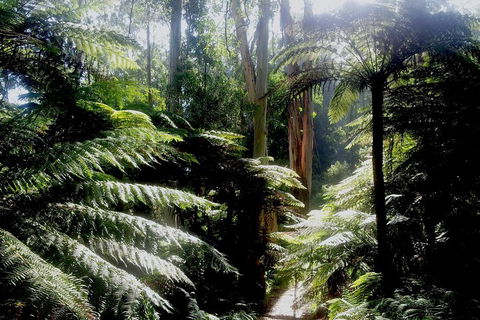 Dandenong Ranges Private Tour Including William Ricketts Sanctuary - Hotel VIC 1