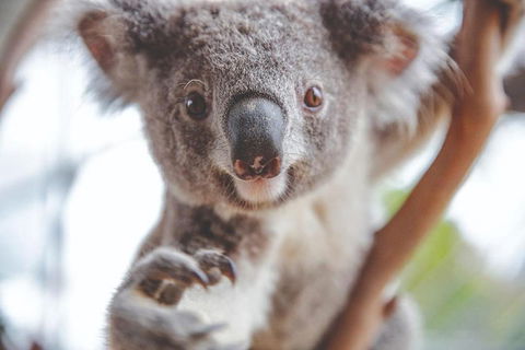 Hop-On Hop-Off Bus And PLUS 4 Merlin Attractions - Hotel VIC 2