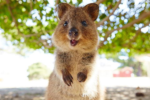 Discover Rottnest With Ferry & Bus Tour From Perth Or Fremantle - Hotel VIC 0
