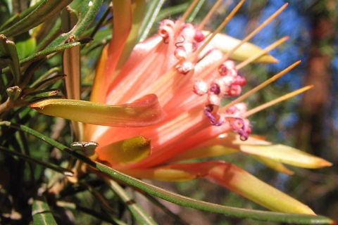 Small-Group Blue Mountains Tour With Bush Walks And Featherdale Wildlife Park - Hotel VIC 4