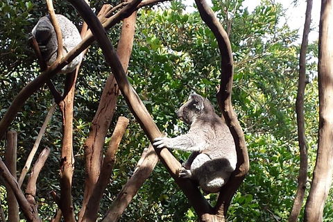 Small-Group Blue Mountains Tour With Bush Walks And Featherdale Wildlife Park - Hotel VIC 5