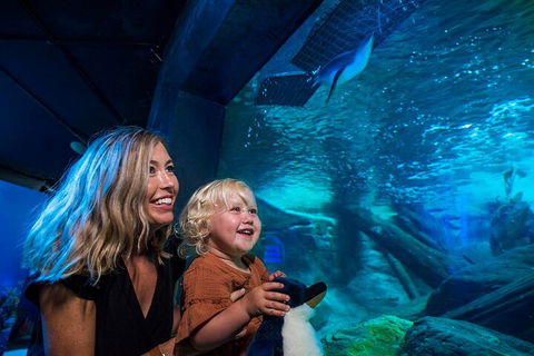 SEA LIFE Sunshine Coast Aquarium Entrance Ticket - Hotel VIC 0