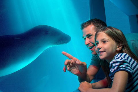 SEA LIFE Sunshine Coast Aquarium Entrance Ticket - Hotel VIC 2