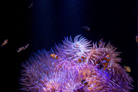 SEA LIFE Sunshine Coast Aquarium Entrance Ticket - Hotel VIC 4