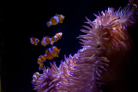 SEA LIFE Sunshine Coast Aquarium Entrance Ticket - Hotel VIC 5