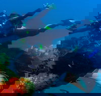Scuba Dive the S.S. Yongala Wreck on the Great Barrier Reef. - Hotel VIC